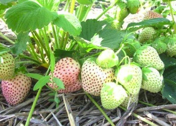 Mulching berries