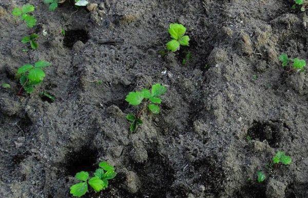 Berry seedlings