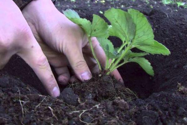 Planting strawberries