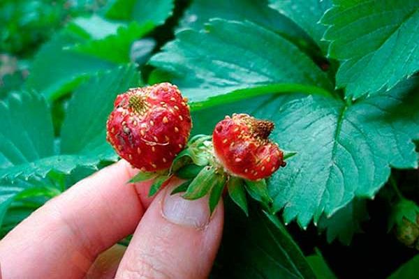 weevils on berries