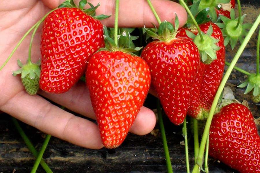 strawberry cardinal