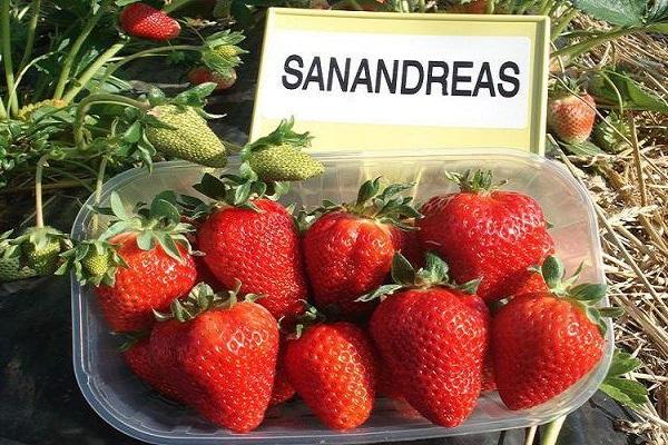 Fresas San Andreas