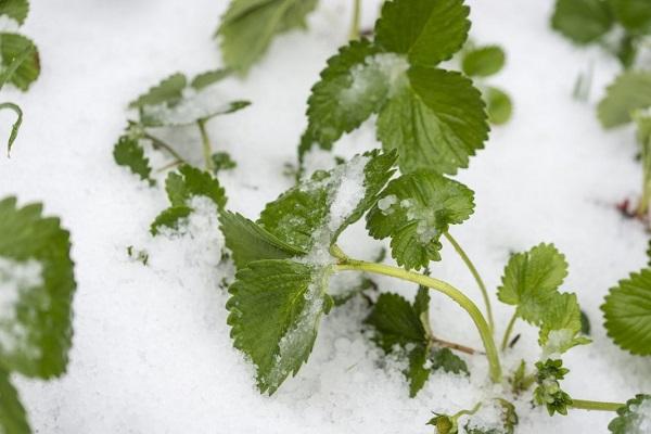 cubierto con nieve