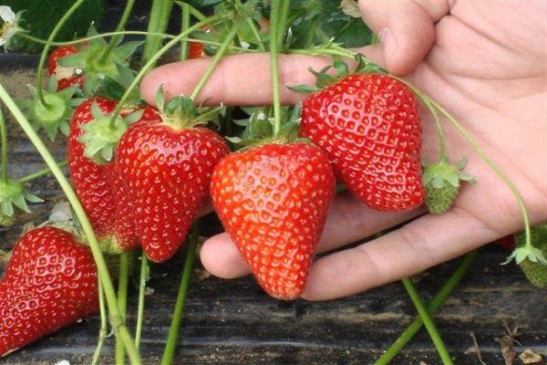 Selva strawberry