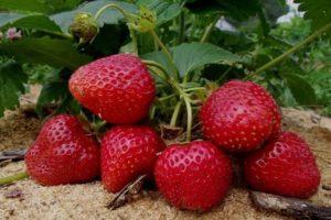 Description of remontant strawberries of the Selva variety, planting and care