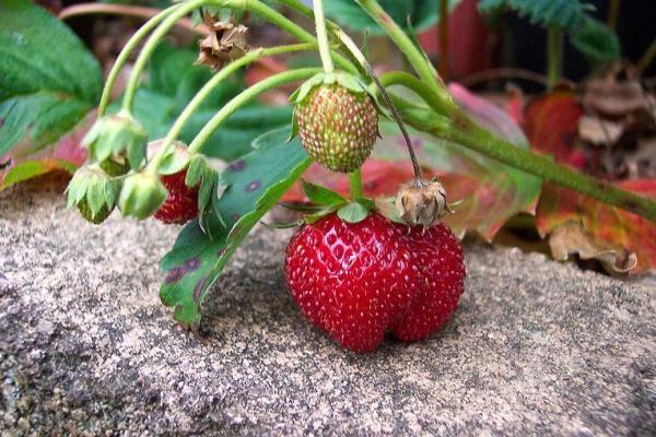 pousse à des températures