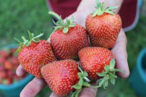 Descripción y características de la variedad de fresa Elefante, cultivo y reproducción.