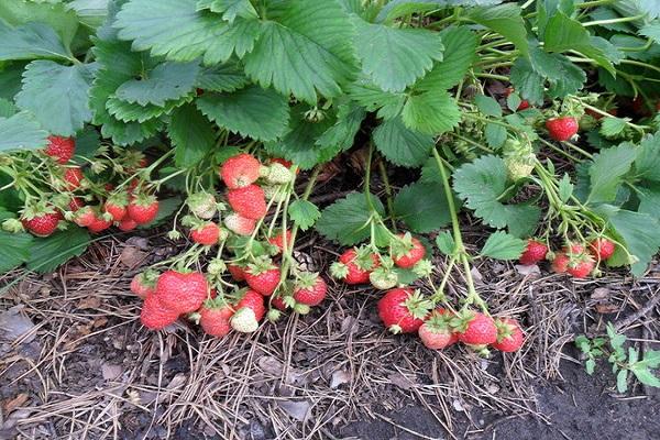 harvest on mulch