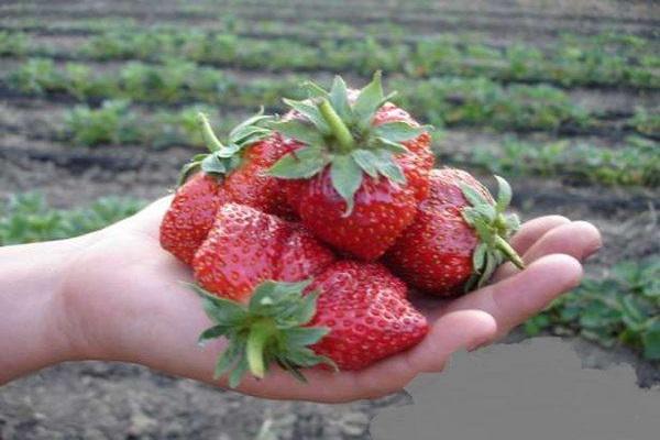 fruit picking