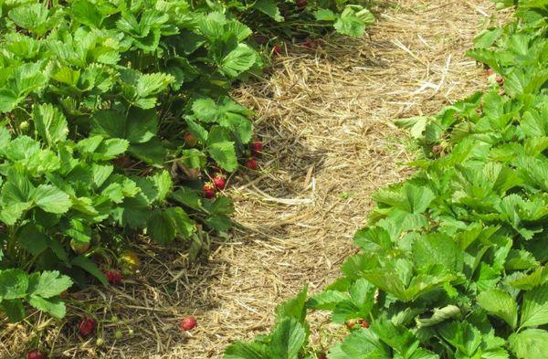 Mulching strawberries