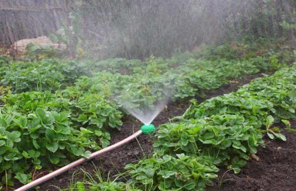 Watering strawberries