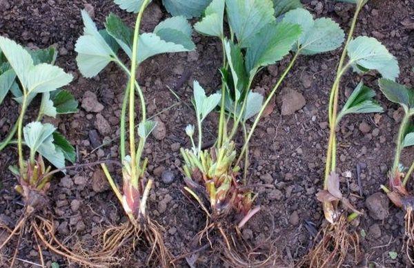 Strawberry seedlings