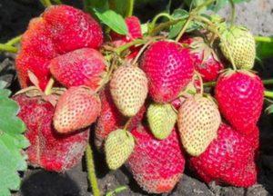 Description et caractéristiques de la variété de fraises Vicoda, culture et reproduction