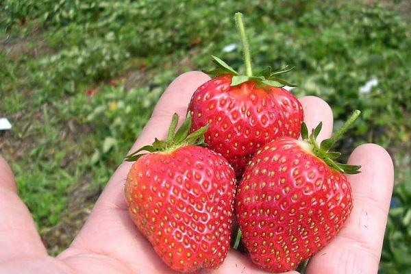 fraises juteuses