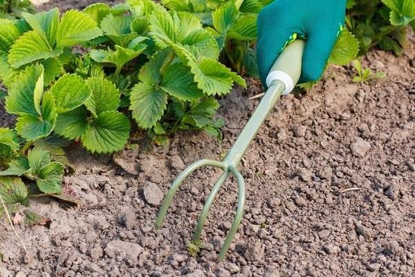 weeding strawberries