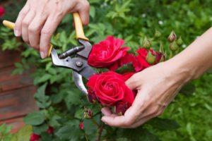 Quand et comment tailler correctement les roses, règles d'entretien, d'alimentation et d'arrosage