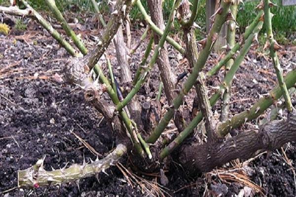 needles on bushes