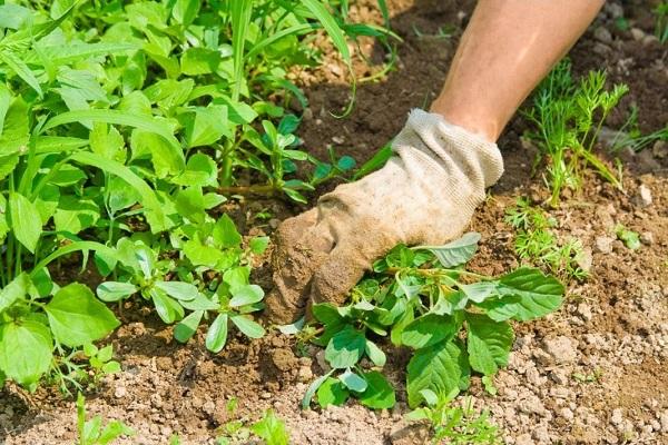 enlever les plantes