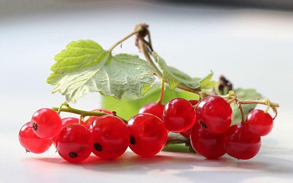 Ribes rojo