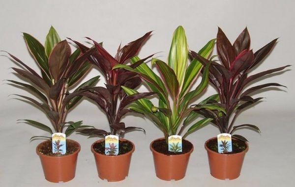 Variétés de Cordilina