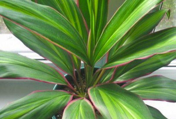 flower leaves