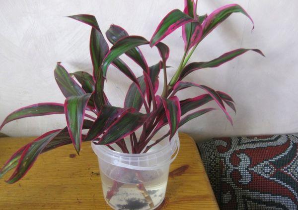 Cordilina cuttings