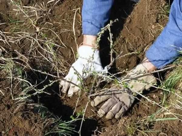 planting a bush