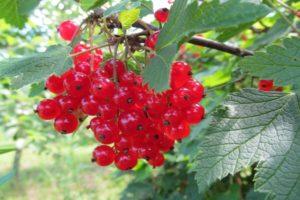 Description et caractéristiques des variétés de groseille rouge Natali, plantation et entretien