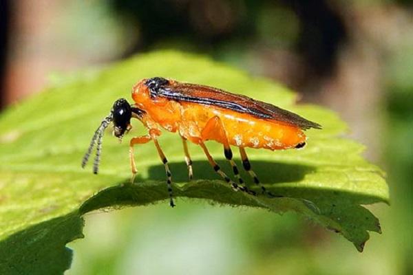 mosca de sierra de grosella