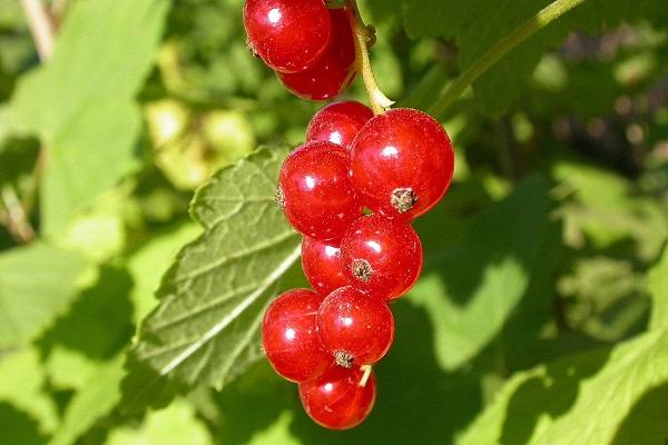 berries from a bunch