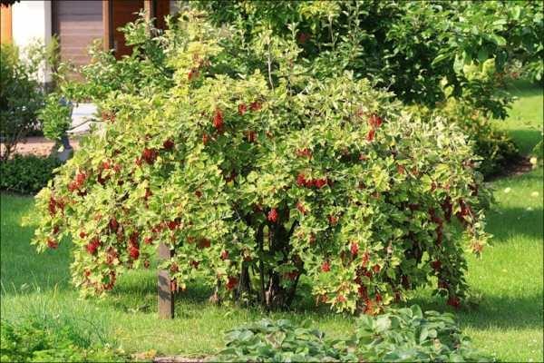 fruit bush