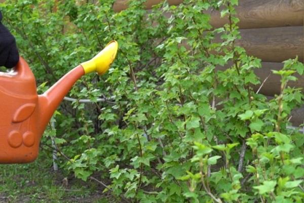 watering can