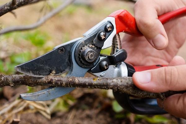 pruning in autumn