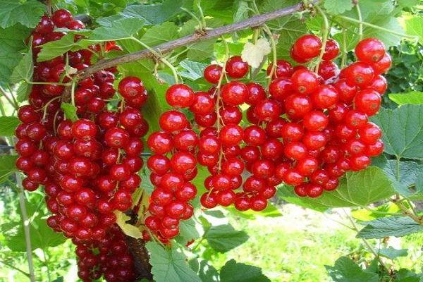 Ribes rouges