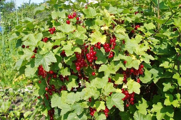 fruit bush