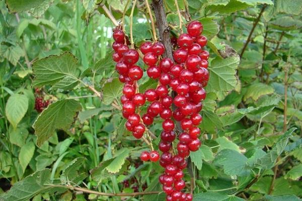 buisson porte des fruits