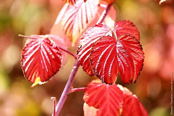 les feuilles deviennent rouges