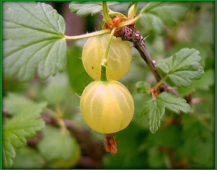 groseille ambre