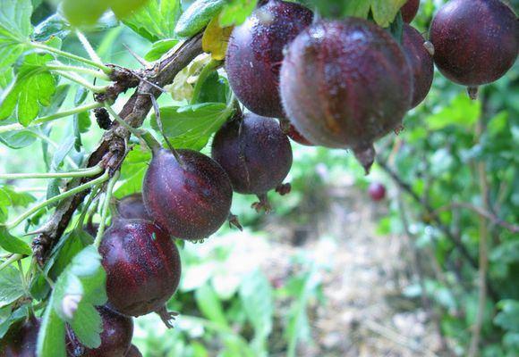 gooseberry African