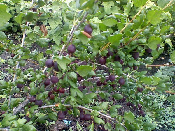 Bush with berries