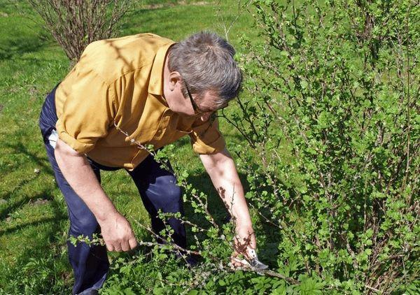 Gooseberry pruning