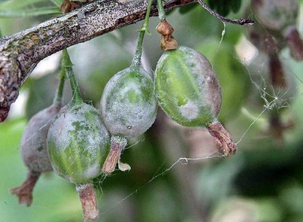 powdery mildew