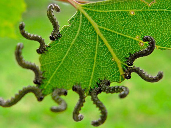 Gooseberry pests