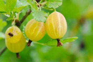 Description of the gooseberry variety Yellow Russian, cultivation and care