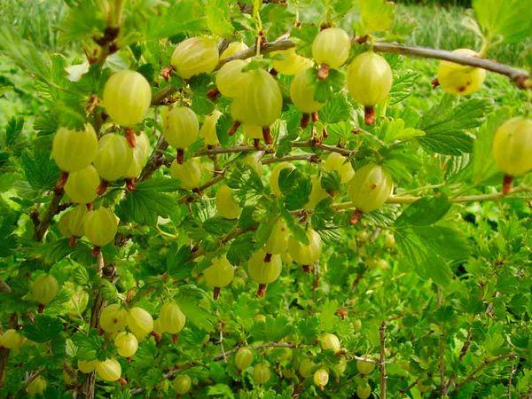 Jaune russe