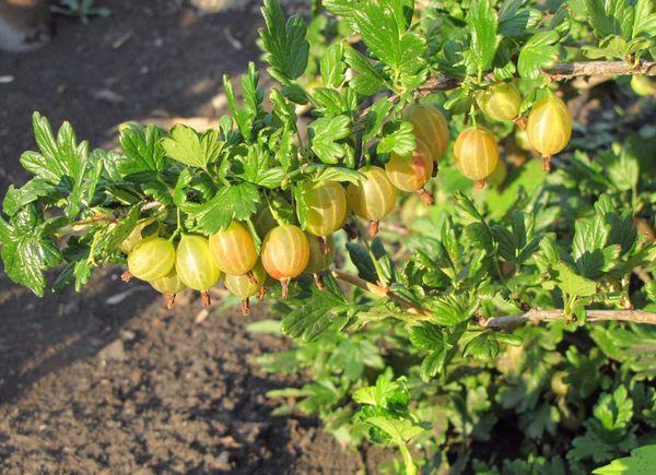 Growing gooseberries