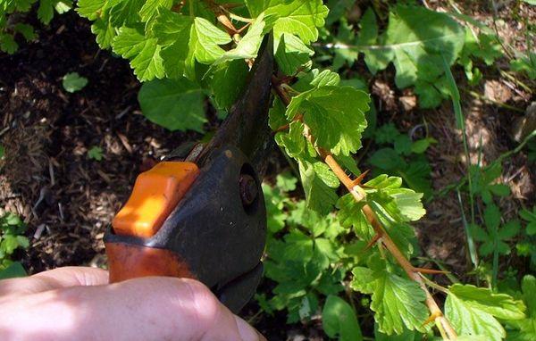 Gooseberry pruning