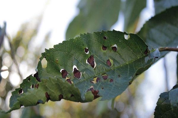 trous dans les feuilles