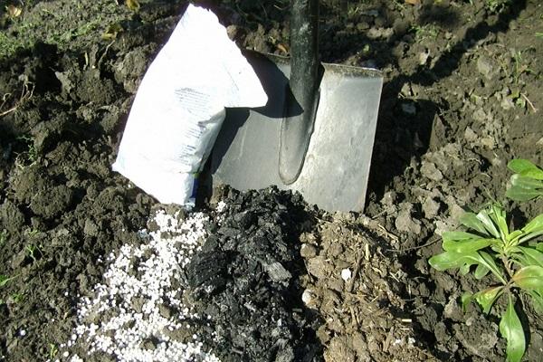 fertilizando un árbol