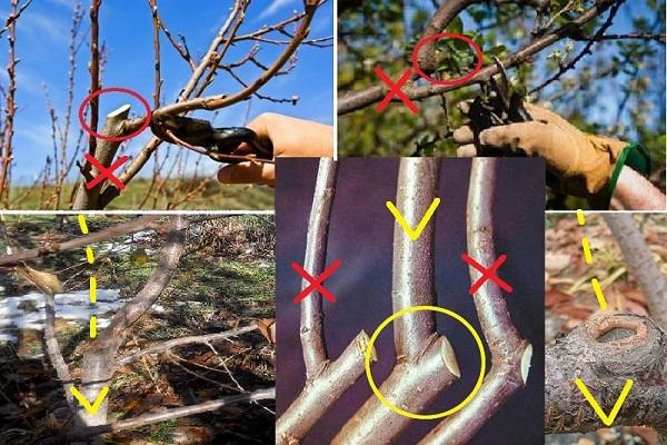 cherry plum pruning